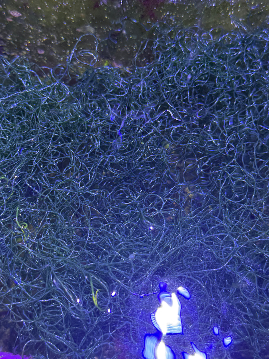 Live Chaetomorpha Macroalgae – Refugium Chaeto