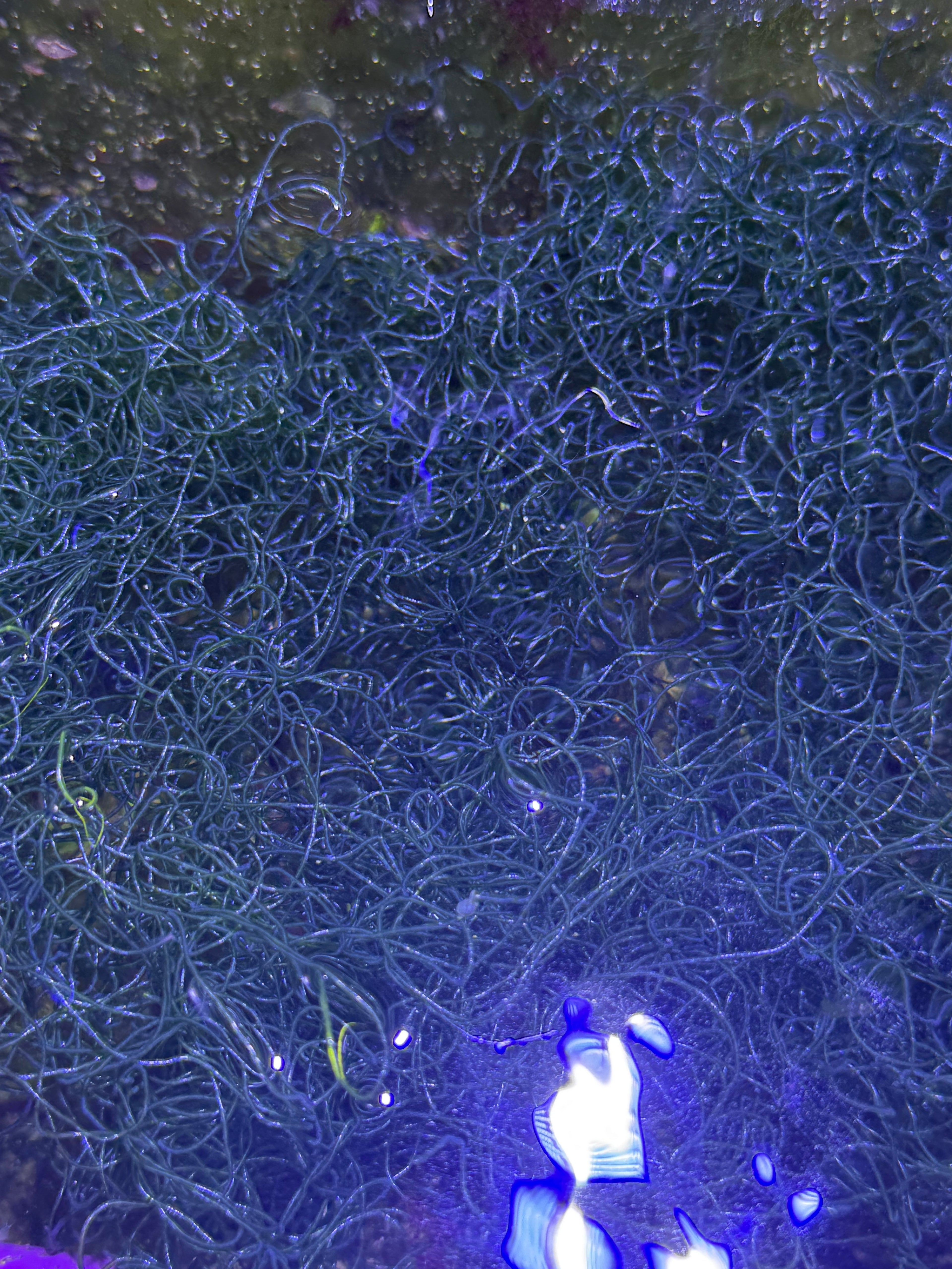 Live Chaetomorpha Macroalgae – Refugium Chaeto