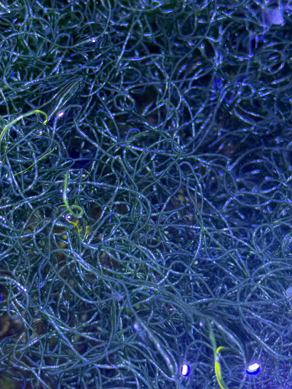 Live Chaetomorpha Macroalgae – Refugium Chaeto
