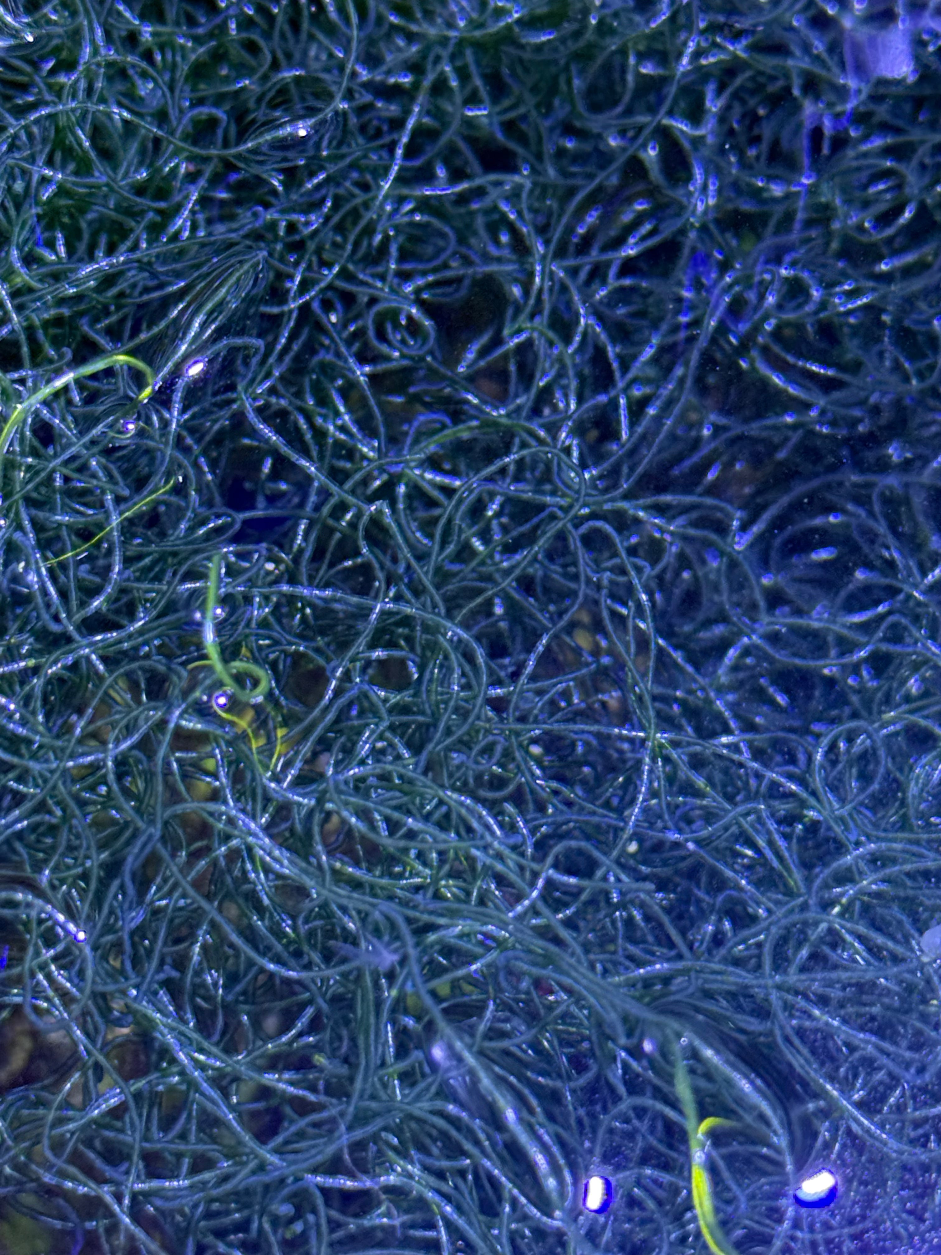 Live Chaetomorpha Macroalgae – Refugium Chaeto