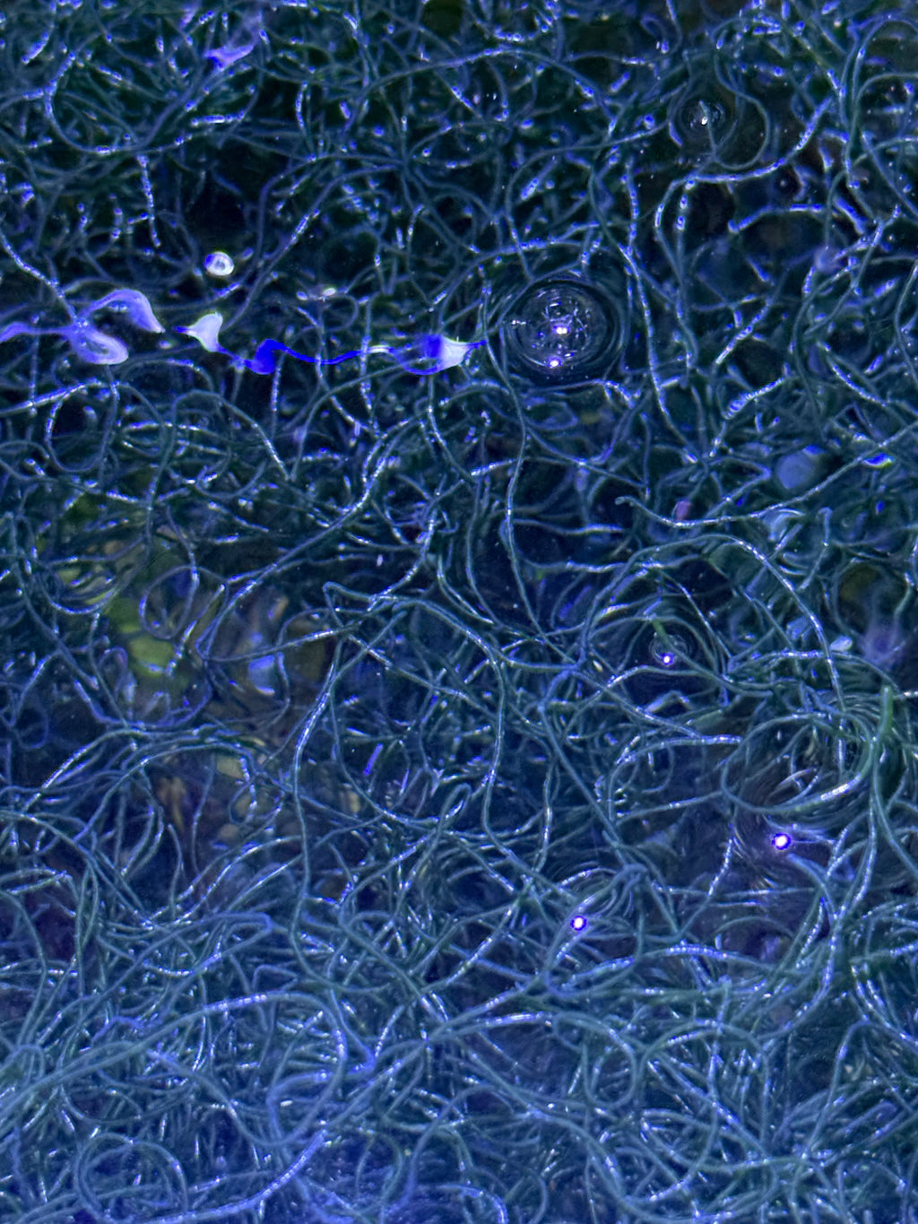 Live Chaetomorpha Macroalgae – Refugium Chaeto