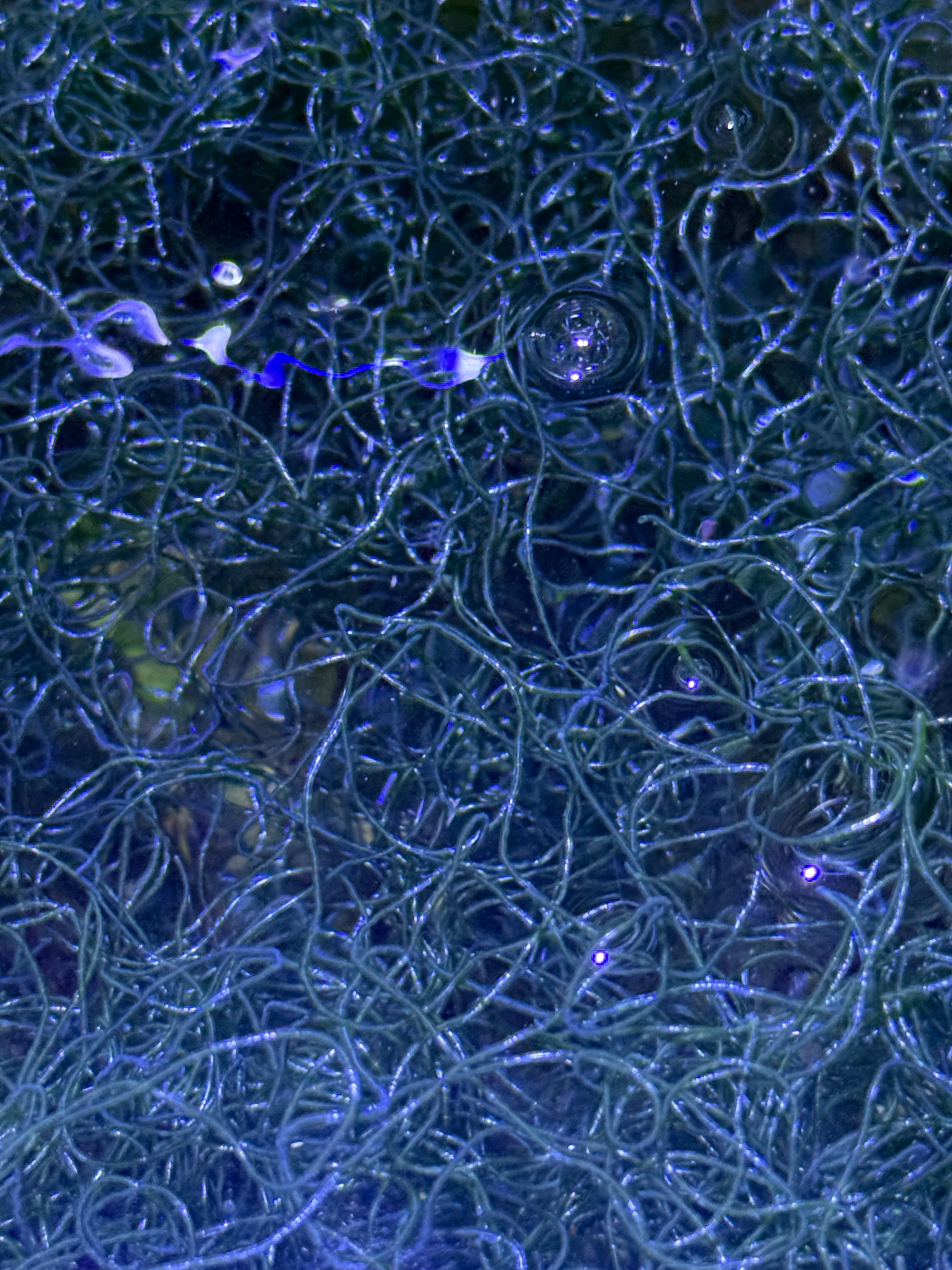 Live Chaetomorpha Macroalgae – Refugium Chaeto