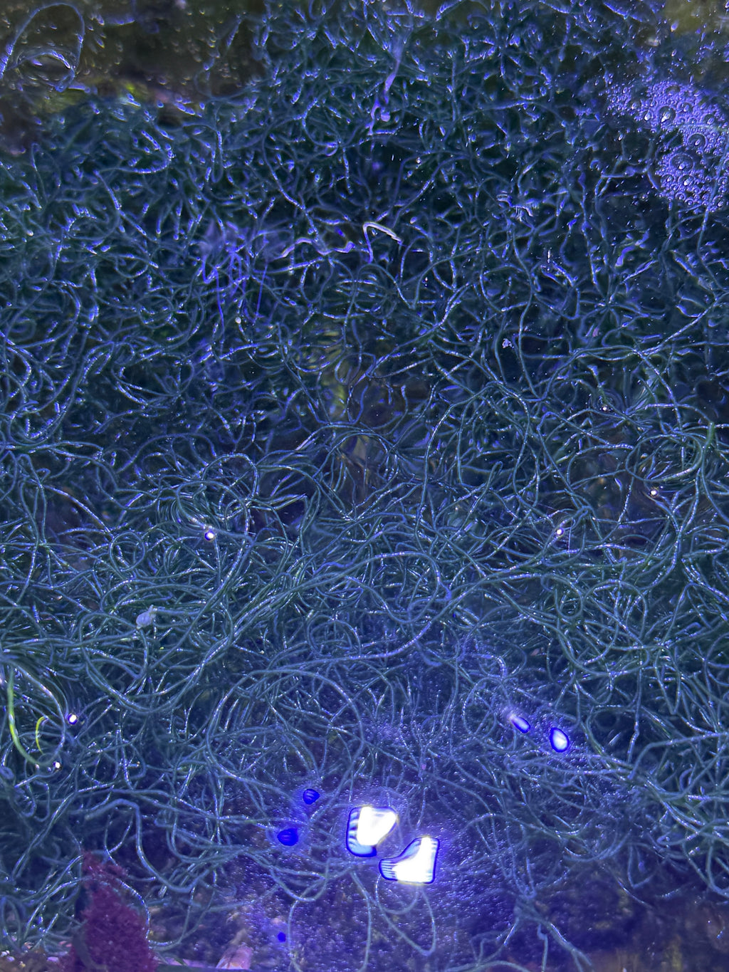 Live Chaetomorpha Macroalgae – Refugium Chaeto