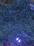 Live Chaetomorpha Macroalgae – Refugium Chaeto