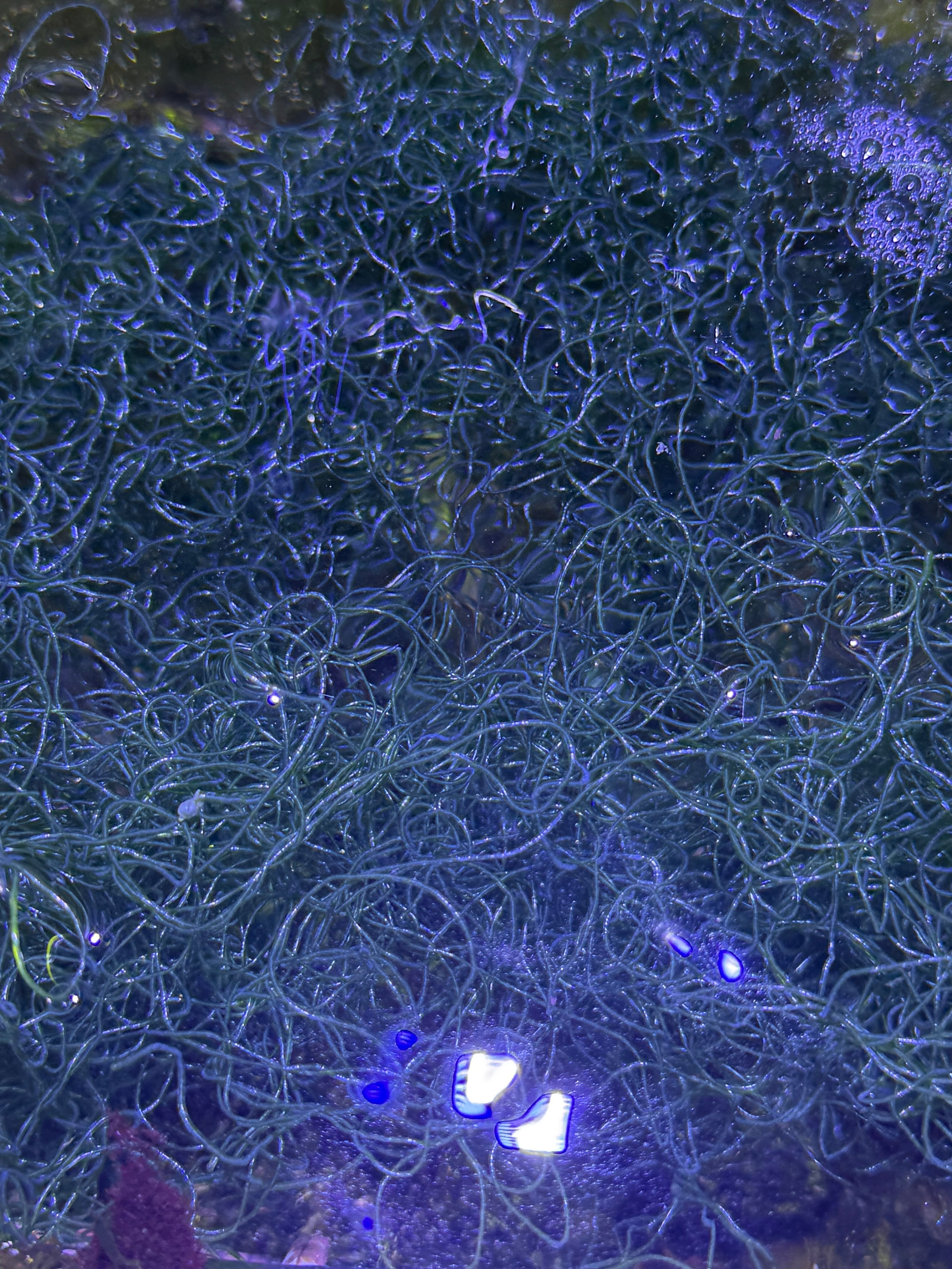 Live Chaetomorpha Macroalgae – Refugium Chaeto